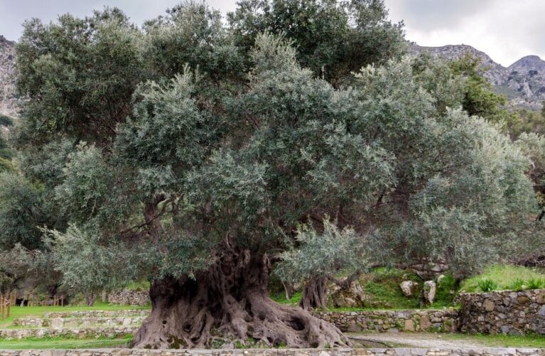 Στην Ελλάδα ένα από τα γηραιότερα δέντρα στον κόσμο -Η απίστευτη λίστα με τα μεγαλύτερα σε ηλικία ζώα, φυτά